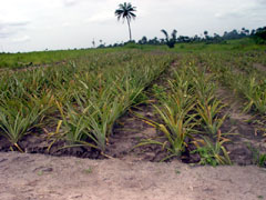Rows of young pineapple
