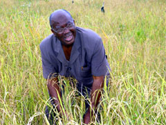 President Kabbah harvesting the first ears of rice