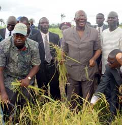 President Kabbah and Spokesman (capped) harvesting