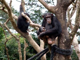 Chimpanzes at the sanctuary
