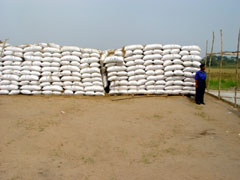 Bags of harvested rice